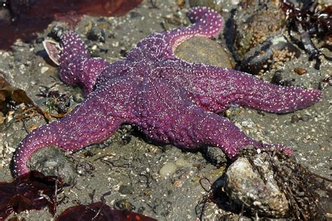 Purple Sea Star Kirk And Barb Nelson Flickr