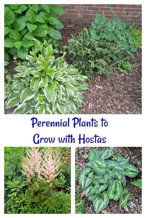 Hosta Companion Plants Growing Hostas With Shade Loving Plants