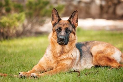 German Shepherd Pros And Cons For Potential Owners New Dog Tips