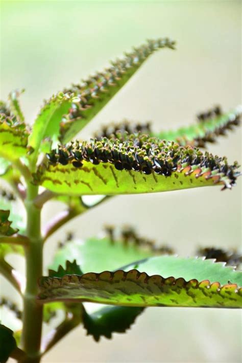 It was announced in 2008 and headed by dr. How To Care For Mother Of Thousands (With images) | Mother ...