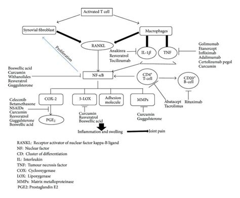 Etiology Of Rheumatoid Arthritis And Potential Therapeutic Agents And