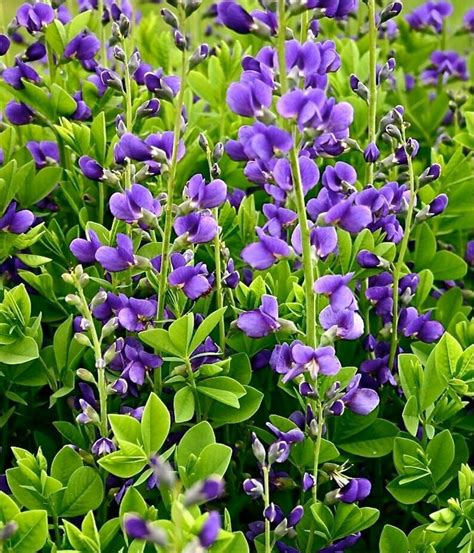 10 Seeds-Blue False Indigo Wildflower-Baptisia | Etsy
