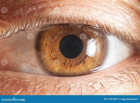 Beautiful Close Up Human Eye Macro Photography Stock Image Image Of
