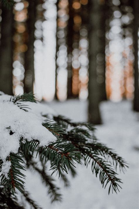 Snow Covered Pine Tree During Daytime Photo Free Plant Image On Unsplash