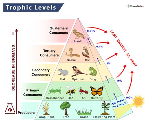 Trophic Level Definition Food Chain Food Web Pyramid Off