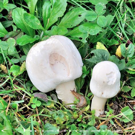 Lardoise magique ROSÉ DES PRÉS OU AGARIC JAUNISSANT