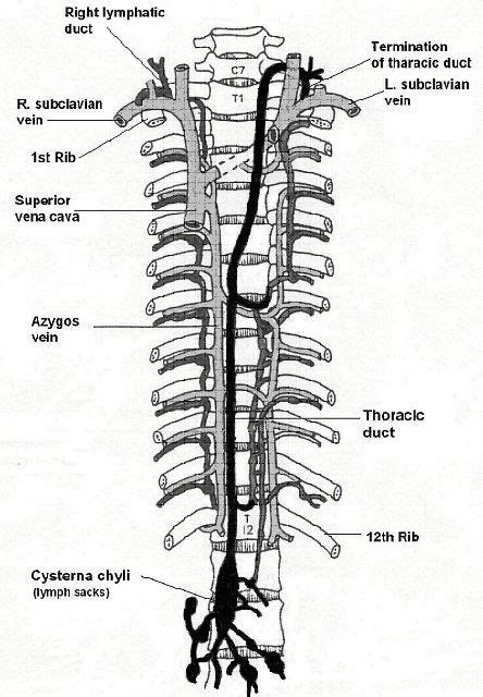 The anlage of the thoracic duct appears in the sixth to seventh week of fetal life as lymphatic clefts surrounded with. Thoracic Duct | Anatomy (Lipid Lift) | Pinterest
