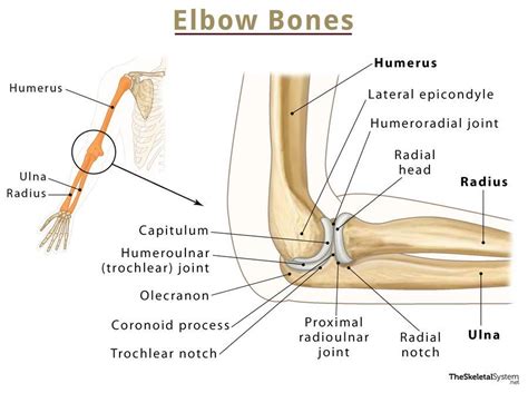 Elbow Bones Names Basic Anatomy And Diagrams