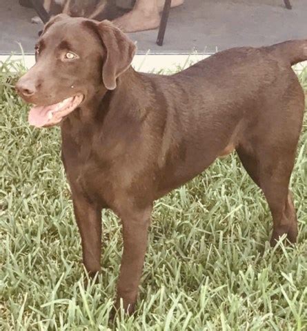 Akc champion sired labrador retriever puppies in yellow, black, or chocolate history labrador retrievers, with the affectionate nickname of labs, is one of the most popular naturally curious and ready for an adventure, they enjoy freely running in an open field, searching for. Amy Ibach, Labrador Retriever Stud in Cape Coral, Florida
