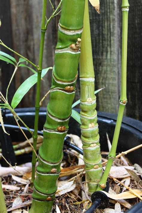 Mad Man Bamboo Nursery Home