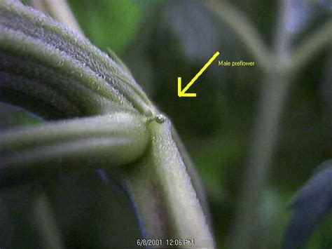 Marijuana Mythbusters » male marijuana plant
