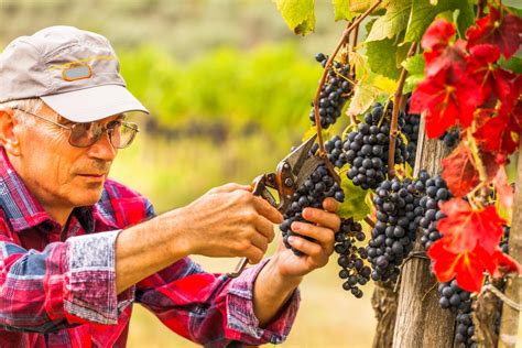 2020 Grape Harvest Ramping Up Around California