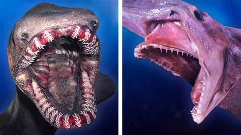 10 Deep Sea Creatures That Will Creep You Out Youtube