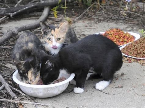 How To Help Feral Cats Lifestyles