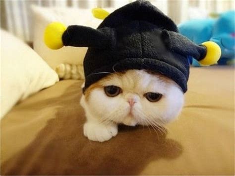 20 Silly Cats Wearing Hats