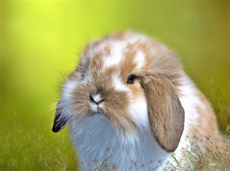 Top 6 Smallest Rabbit Breeds In The World Dwarf Rabbits With Pictures