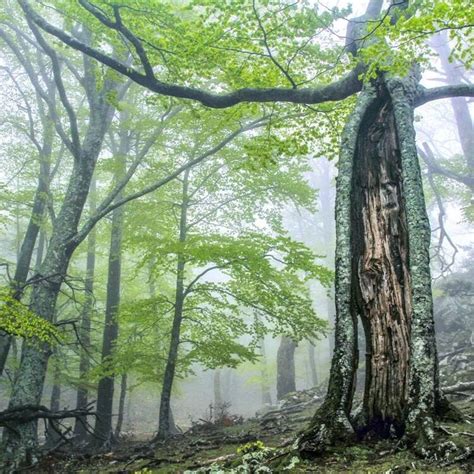 Ancient And Primeval Beech Forests Of The Carpathians And Other Regions
