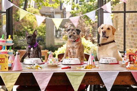 Dog Party Ideas Petplate