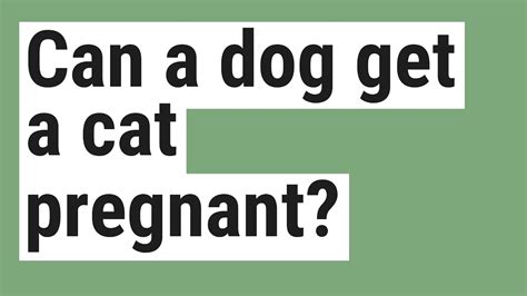Can A Dog Get A Cat Pregnant Youtube