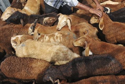 Sex Crazed Goats Face Mass Castration After Causing Mayhem In Irish Town