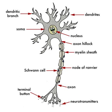 The central nervous system or cns include the brain and spinal cord. Bumpy Brains: Professor Brain