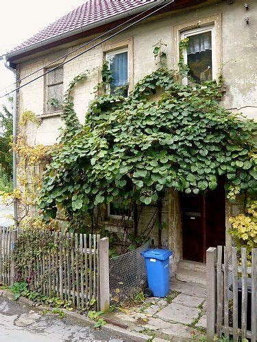 Kiwi pflanzen garten pflanzideen hortensien garten gärtnern pflanzen exotische pflanzen kiwi schwarzäugige susanne. Die Kiwi als Spalierobst für Haus und Garten