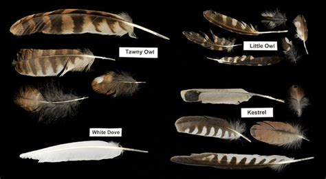 F7af3702  800×441 Feather Identification Owl Feather Feather Meaning
