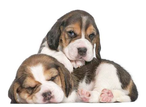 Representatives of the breed fit perfectly into any … Two Beagles taking a snooze