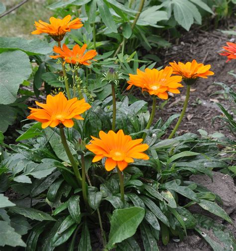 So pflanzen und pflegen sie die hübsche sommerblume. Gazania - ogrodniczaobsesja