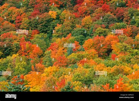 Autumn Color Of Sugar Maple Stands Out In Northern Hardwood Forest