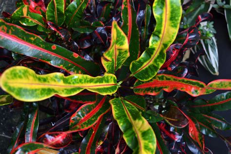 Croton Plant Photo By Sunkissed On Garden Showcase