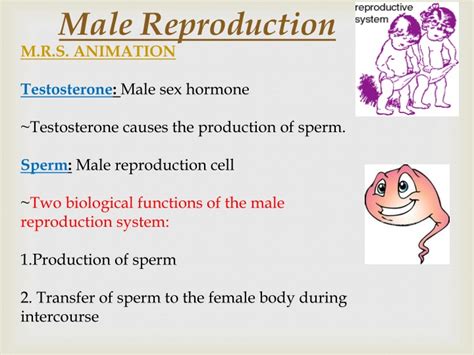 Ppt Male Reproduction Powerpoint Presentation Free