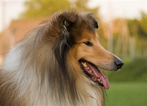 Hd Wallpaper Long Coated Brown And White Dog Rough Collie Lassie