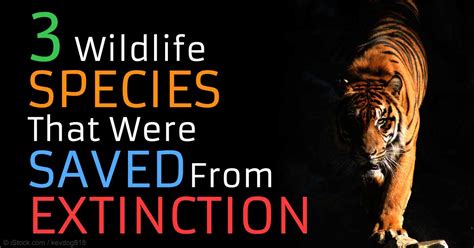 Human Involvement Saved These Animals From Extinction