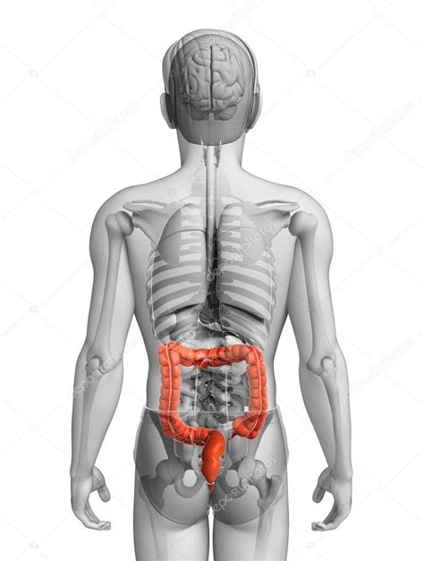 It forms an integral part of the digestive system. Male large intestine anatomy — Stock Photo © pixdesign123 ...