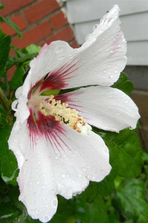A White And Red Flower With Water Droplets On Its Petals In Front Of A