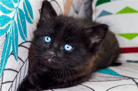 Retrato De Un Pequeño Gato Negro Con Ojos Azules Descansando En Un