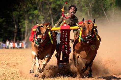 Karapan Sapi The Traditional Festival Of Cow Racing