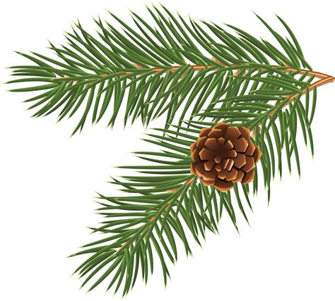 Pine Branch Png Png Image Collection