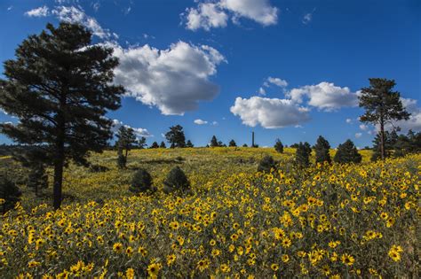 Wallpaper Sunlight Trees Landscape Flowers Hill Nature Grass