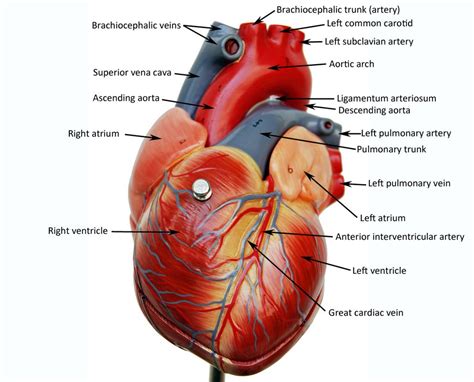Heart Anatomy Model Labeled Mapasebab