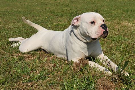 A wide variety of bulldog clips sizes options are available to you, such as material, magnetic, and type. Are Pit Bulls Really Dangerous?