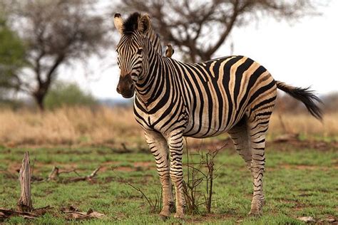 Striped Donkey | Animals, Zebra, Zoo