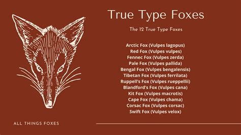 What Are Foxes What Is A Fox All Things Foxes Fox Info And Facts