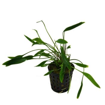 Lucens is now considered a hybrid in the c. Aquarienpflanzen Hejato - Cryptocoryne lucens im Topf
