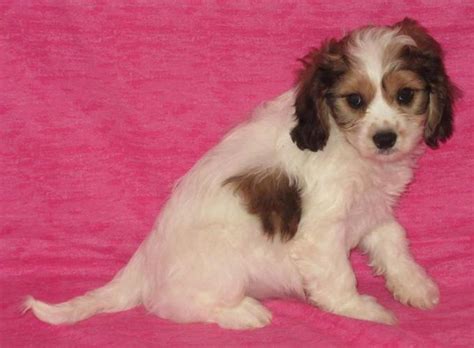 Use the search tool below and browse. Cavachon Puppies | Cavachon Puppy For Sale in Waseca MN ...