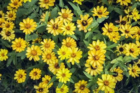 Zinnia Zahara Single Yellow Flowers Stock Image Image Of Mexico