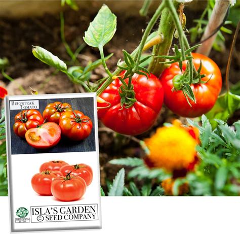 Early Girl Tomato Seeds For Planting 25 Seeds Per