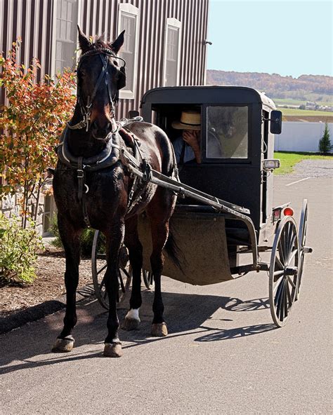 Amish Horse And Buggy Photograph By Sally Weigand Fine Art America