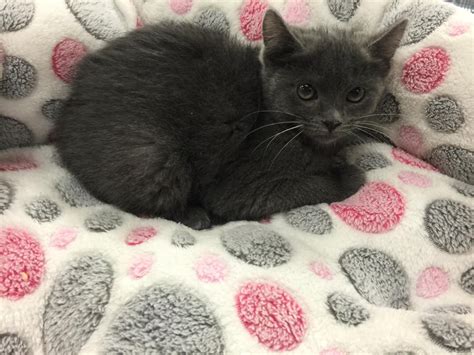 They live in our home and are monitored very closely including daily weights and overall assessments. Maine Coon Cats For Sale | Huntington Beach, CA #105428